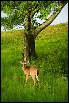 Deer and tree near Big Meadows. Shenandoah National Park ( color)