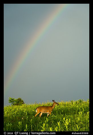 Rainbow and deer, Big Meadows. Shenandoah National Park (color)
