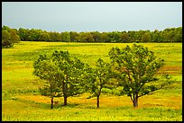 Trees in Big Meadows. Shenandoah National Park ( color)