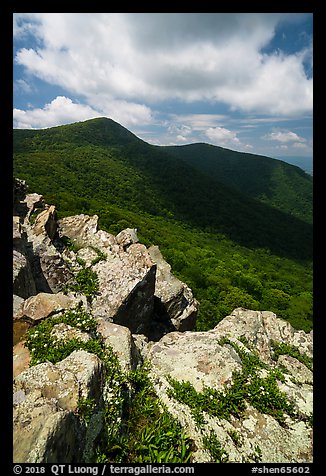 Wildflowers on Crescent Rock and Hawksbill Mountain. Shenandoah National Park (color)