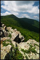 Wildflowers on Crescent Rock and Hawksbill Mountain. Shenandoah National Park ( color)