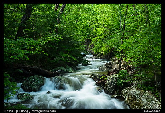 Robinson River in the spring. Shenandoah National Park (color)