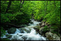 Robinson River in the spring. Shenandoah National Park ( color)