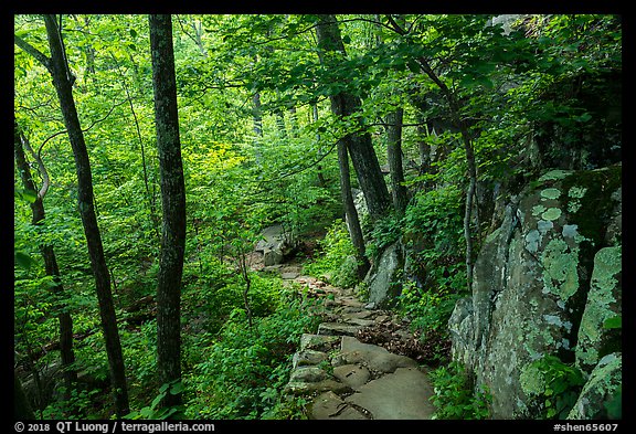 Whiteoak Canyon Trail. Shenandoah National Park (color)