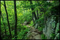 Whiteoak Canyon Trail. Shenandoah National Park ( color)