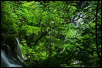 Waterfalls left and right in Whiteoak Canyon. Shenandoah National Park ( color)