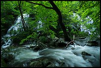 Multiple waterfalls and Robinson River, Whiteoak Canyon. Shenandoah National Park ( color)