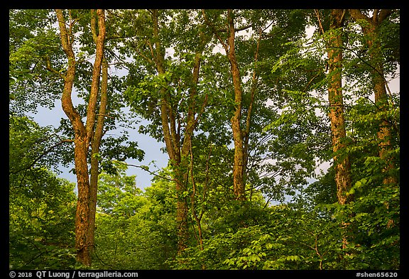 Forest at sunset, Whiteoak Canyon. Shenandoah National Park (color)