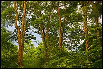 Forest at sunset, Whiteoak Canyon. Shenandoah National Park ( color)