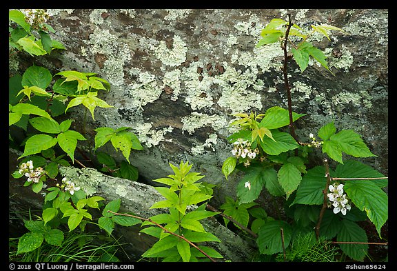 Flowers and lichen-covered rock. Shenandoah National Park (color)