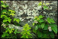 Flowers and lichen-covered rock. Shenandoah National Park ( color)