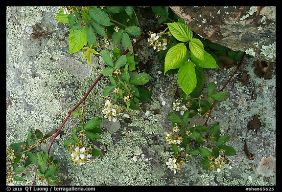 Close-up of flowers and lichen-covered rock. Shenandoah National Park (color)