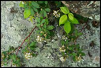 Close-up of flowers and lichen-covered rock. Shenandoah National Park ( color)