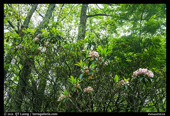 Mountain Laurel in bloom, Lewis Mountain Campground. Shenandoah National Park (color)