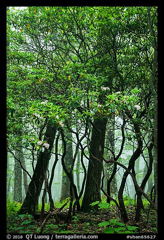 Mountain Laurel and twisted trunks in fog. Shenandoah National Park (color)