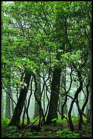 Mountain Laurel and twisted trunks in fog. Shenandoah National Park ( color)