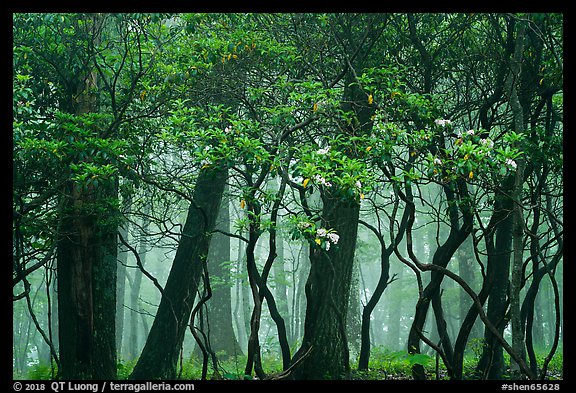 Mountain Laurel, forest and fog, Lewis Mountain Campground. Shenandoah National Park (color)