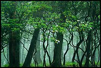 Mountain Laurel, forest and fog, Lewis Mountain Campground. Shenandoah National Park ( color)