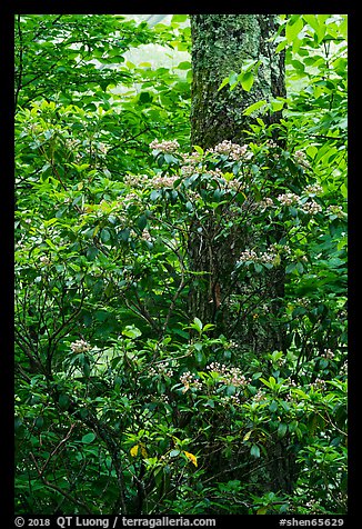 Mountain Laurel and trunk. Shenandoah National Park (color)