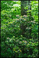 Mountain Laurel and trunk. Shenandoah National Park ( color)