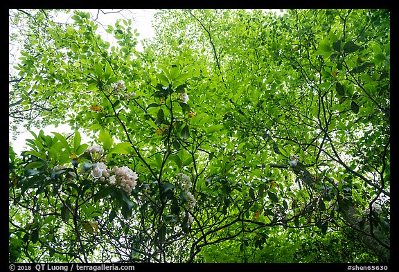 Looking up Mountain Laurel. Shenandoah National Park (color)