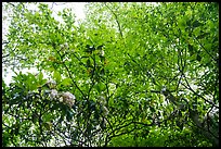 Looking up Mountain Laurel. Shenandoah National Park ( color)