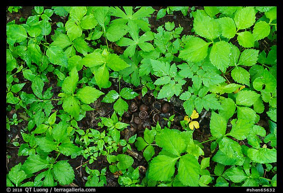 Close up of undergrowth leaves in spring. Shenandoah National Park (color)