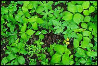 Close up of undergrowth leaves in spring. Shenandoah National Park ( color)