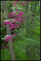Redbud and Dogwood in bloom near the North Entrance, evening. Shenandoah National Park, Virginia, USA. (color)