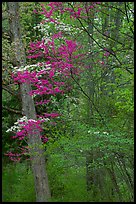 Redbud and Dogwood in bloom near the North Entrance, evening. Shenandoah National Park, Virginia, USA.