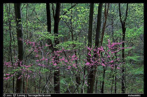 Redbud and Dogwood in bloom near the Northern Entrance, evening. Shenandoah National Park (color)