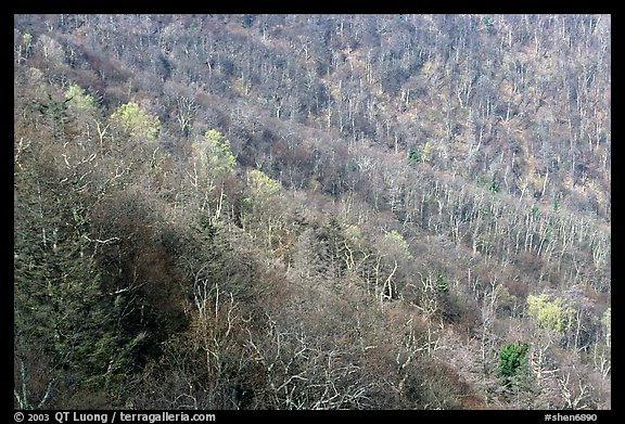 Slope covered with bare trees near Little Stony Man, early spring. Shenandoah National Park (color)