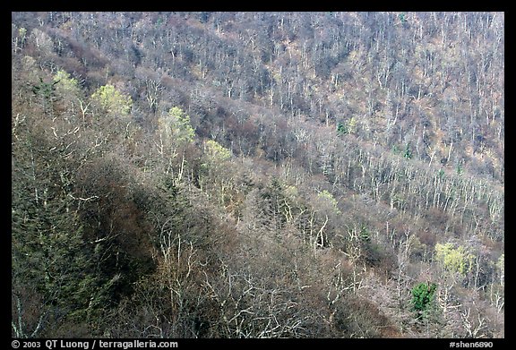 Slope covered with bare trees near Little Stony Man, early spring. Shenandoah National Park, Virginia, USA.