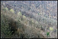 Slope covered with bare trees near Little Stony Man, early spring. Shenandoah National Park ( color)