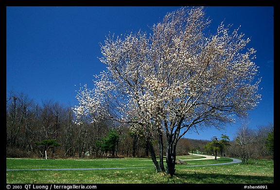 Tree in bloom, Big Meadow, mid-day. Shenandoah National Park, Virginia, USA.