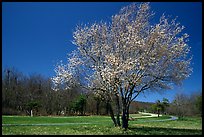 Tree in bloom, Big Meadow, mid-day. Shenandoah National Park, Virginia, USA.