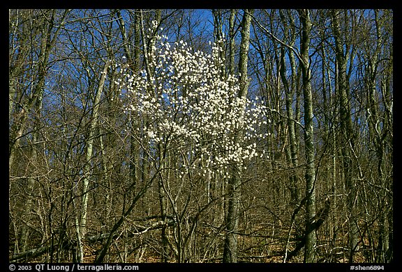 Tree in bloom amidst bare trees near Bear Face trailhead, afternoon. Shenandoah National Park (color)
