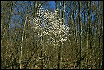 Tree in bloom amidst bare trees near Bear Face trailhead, afternoon. Shenandoah National Park, Virginia, USA.