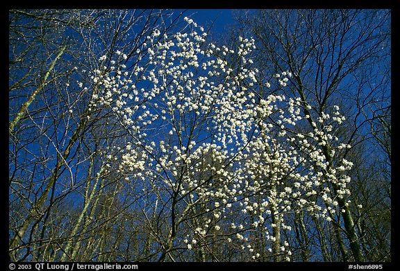 Tree in bloom amidst bare trees, afternoon. Shenandoah National Park (color)