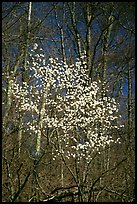 Tree blossoming  amidst bare trees. Shenandoah National Park, Virginia, USA. (color)