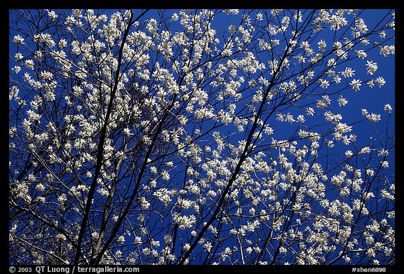 Tree branches covered with blossoms. Shenandoah National Park, Virginia, USA.