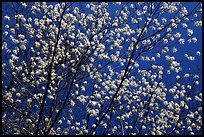 Tree branches covered with blossoms. Shenandoah National Park, Virginia, USA. (color)