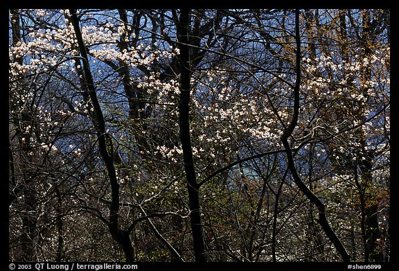 Backlit dogwoods in forest, afternoon. Shenandoah National Park (color)