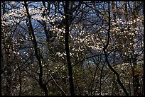 Backlit dogwoods in forest, afternoon. Shenandoah National Park, Virginia, USA. (color)