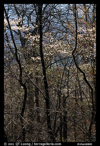 Twisted trunks and dogwood trees in forest. Shenandoah National Park, Virginia, USA.