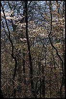 Twisted trunks and dogwood trees in forest. Shenandoah National Park, Virginia, USA. (color)