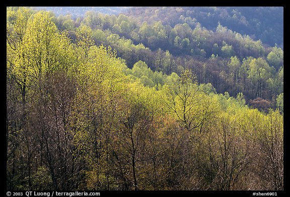 Trees in the spring, late afternoon, Hensley Hollow. Shenandoah National Park (color)