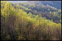 Trees in the spring, late afternoon, Hensley Hollow. Shenandoah National Park, Virginia, USA.