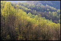 Trees in the spring, late afternoon, Hensley Hollow. Shenandoah National Park, Virginia, USA.