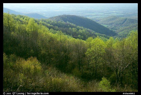 Trees and hills in the spring, late afternoon, Hensley Hollow. Shenandoah National Park, Virginia, USA.